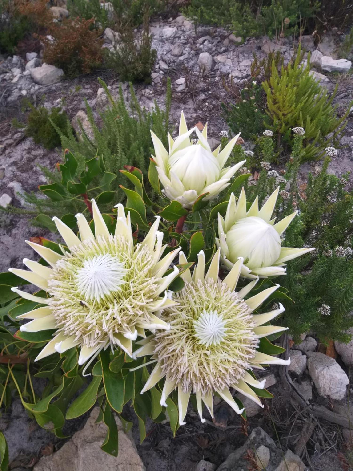 Klipwerf Bettys Bay Apartment Luaran gambar